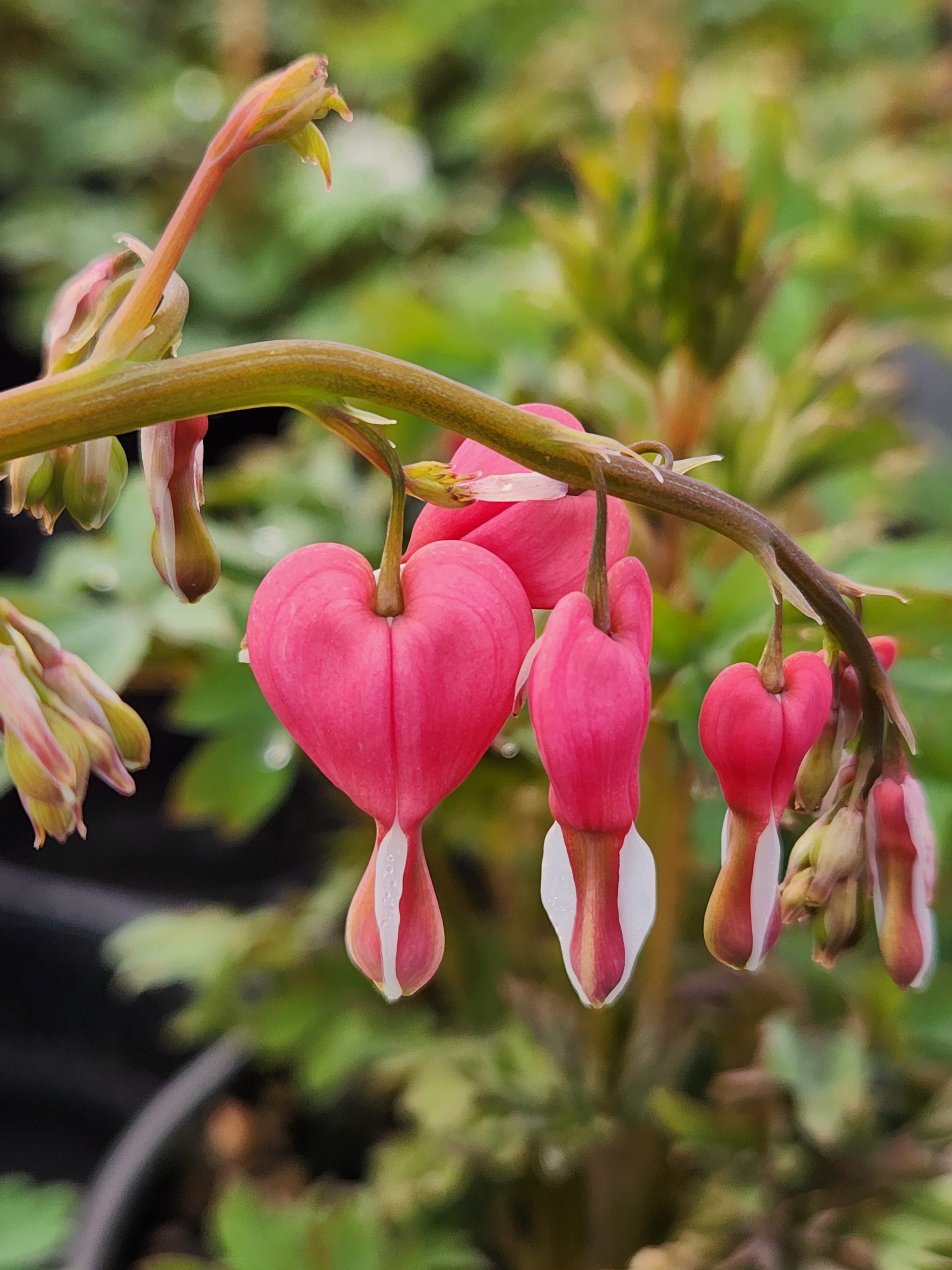 DICENTRA spectabilis North Coast Perennials