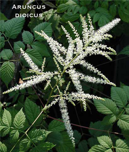 ARUNCUS dioicus - North Coast Perennials