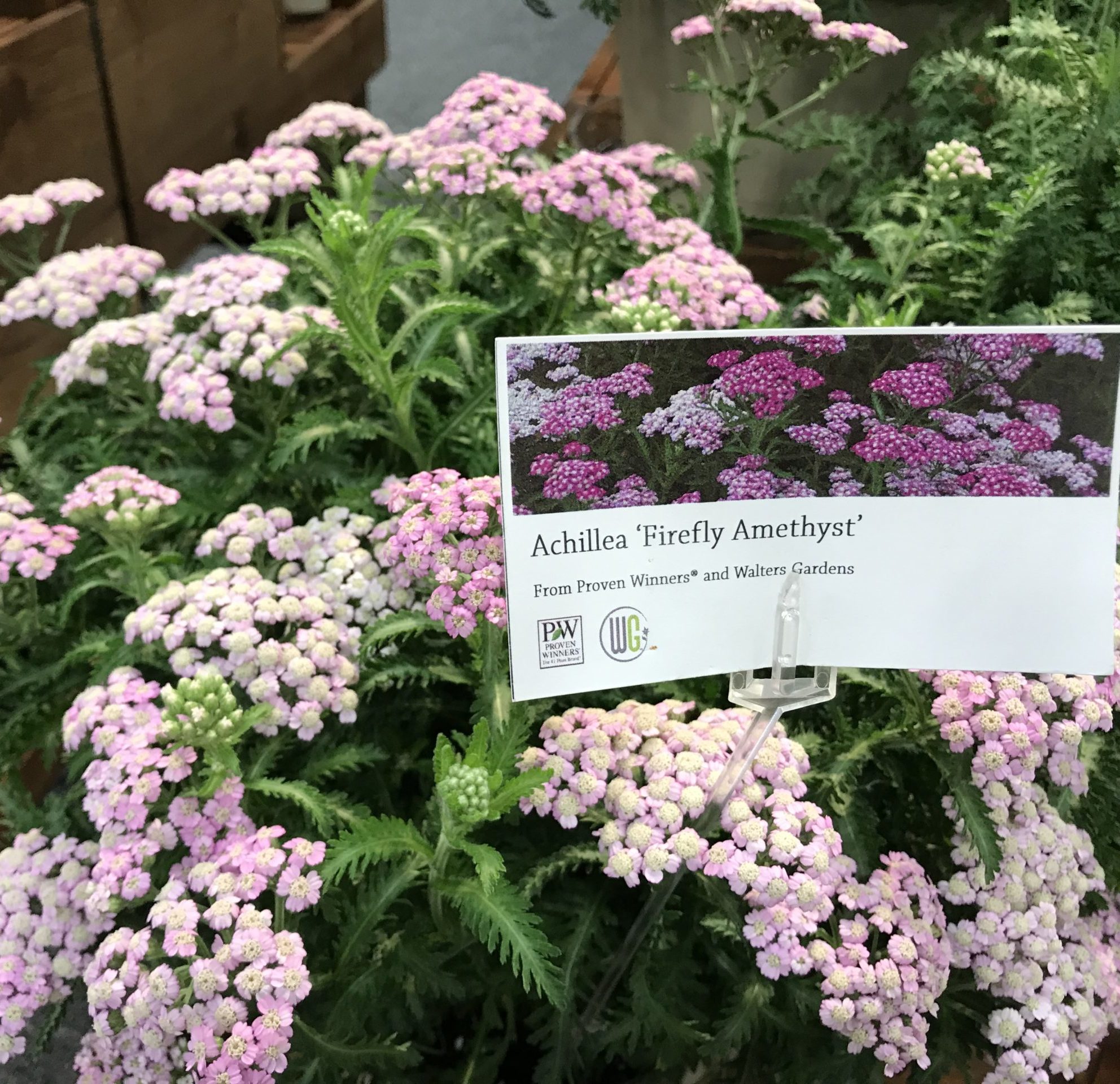 ACHILLEA AMYTHYST
