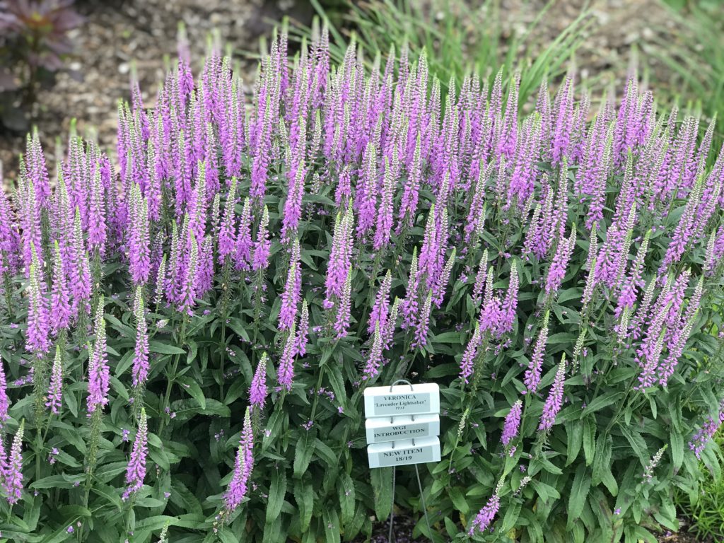 VERONICA ‘Lavender Lightsaber’ PP32359 North Coast Perennials
