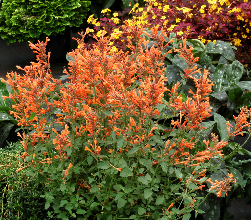 agastache kudos mandarin agastache kudos mandarin