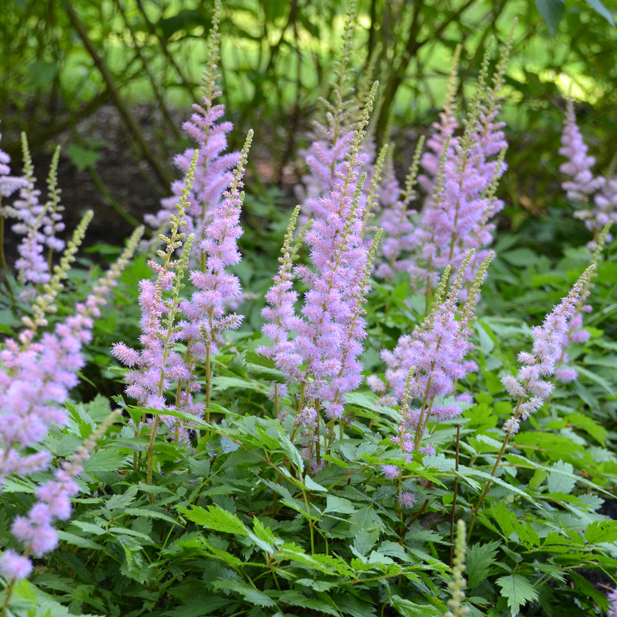 ASTILBE chinensis ‘Pumila’ - North Coast Perennials