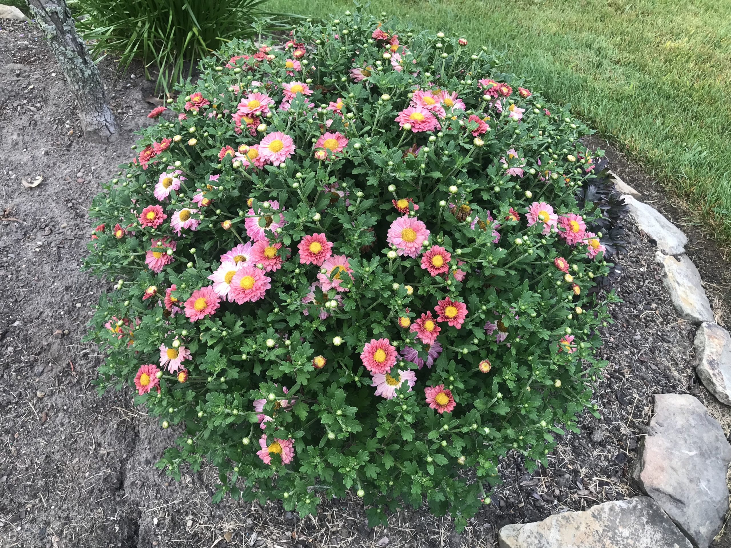 CHRYSANTHEMUM morifolium MAMMOTH™ ‘Coral Daisy’ PP14129 North Coast Perennials