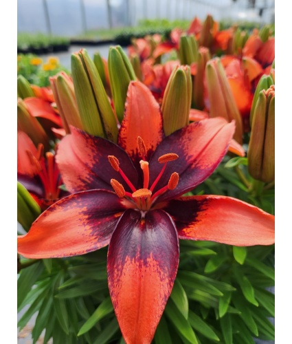 LILIUM asiatic pixie ‘Tiny Ink’ PPAF - North Coast Perennials