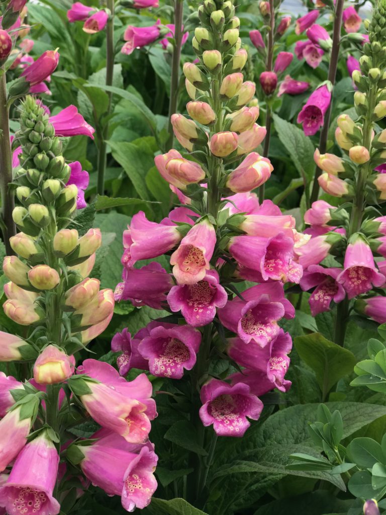 DIGITALIS purpurea ‘Candy Mountain’ North Coast Perennials