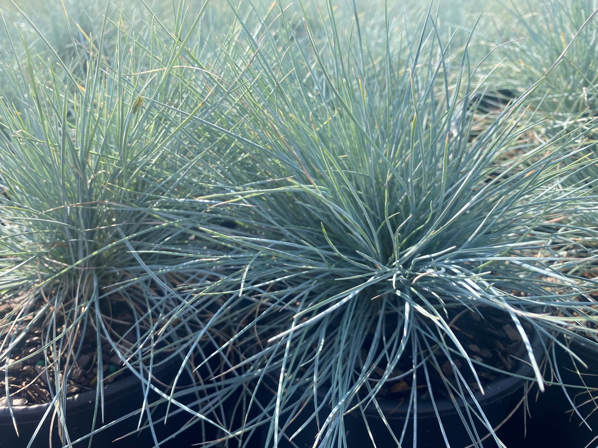 FESTUCA ‘Cool as Ice’ PP27651 - North Coast Perennials