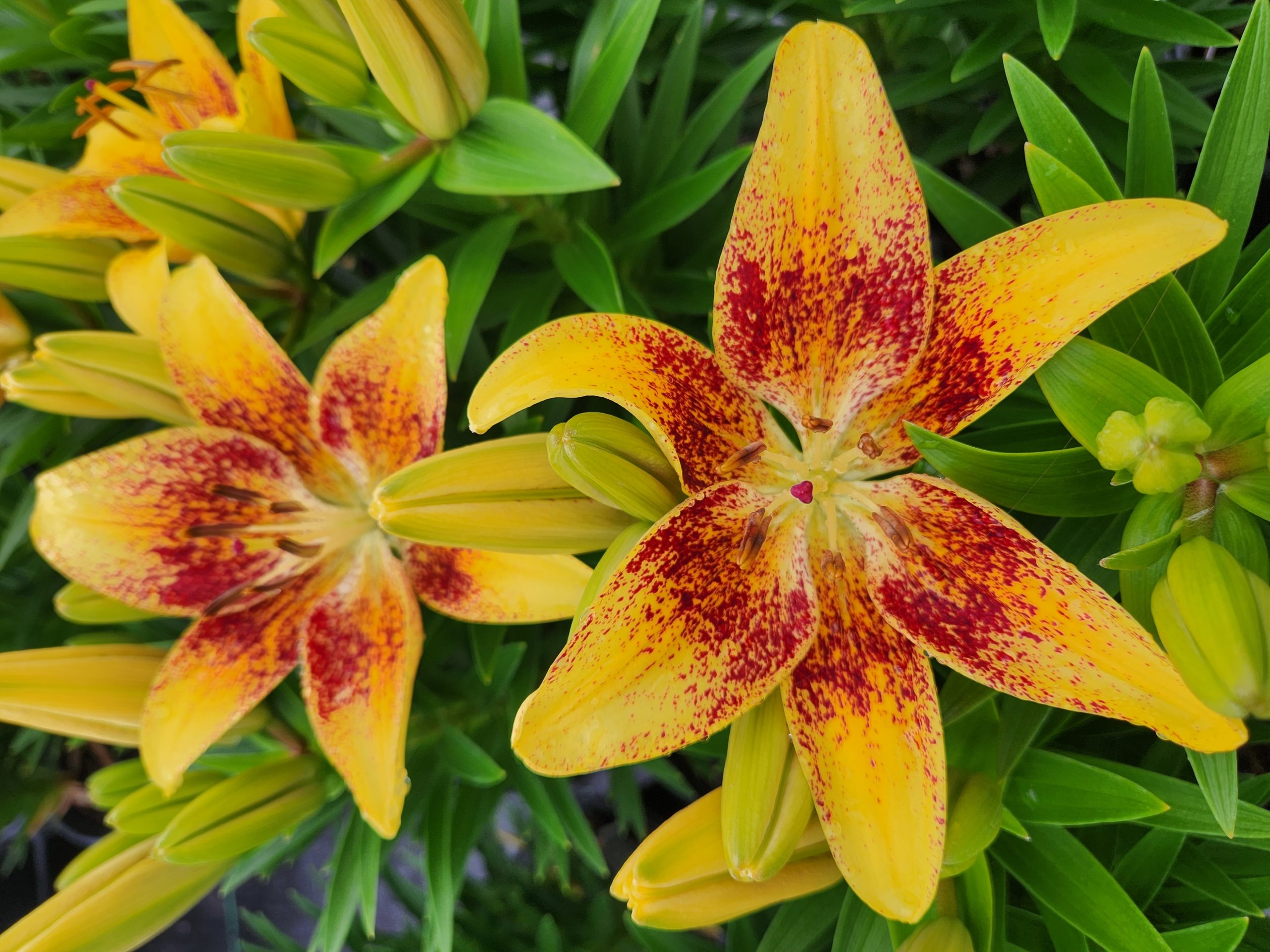 LILIUM asiatic Pot Lily Looks™ ‘Tiny Nugget’ PPAF - North Coast Perennials